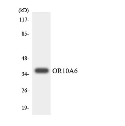 Western Blot - Anti-OR10A6 Antibody (R12-3126) - Antibodies.com