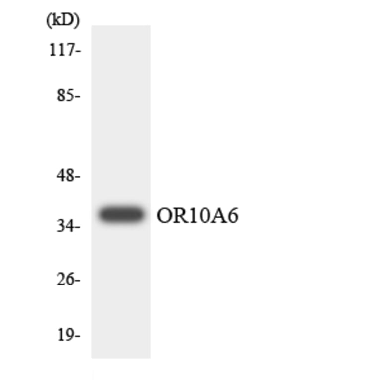 Western Blot - Anti-OR10A6 Antibody (R12-3126) - Antibodies.com