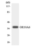 Western Blot - Anti-OR10A6 Antibody (R12-3126) - Antibodies.com