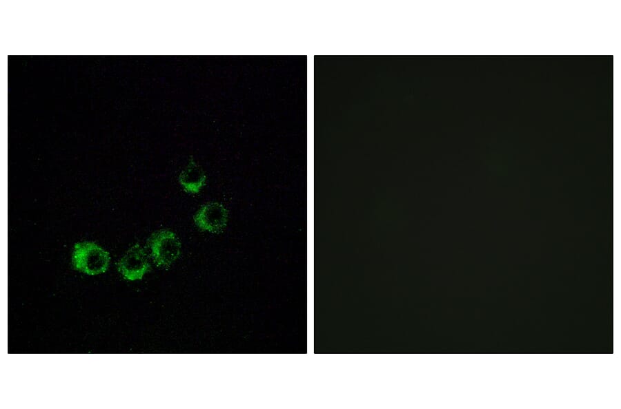 Immunofluorescence - Anti-OR10A5 Antibody (G819) - Antibodies.com