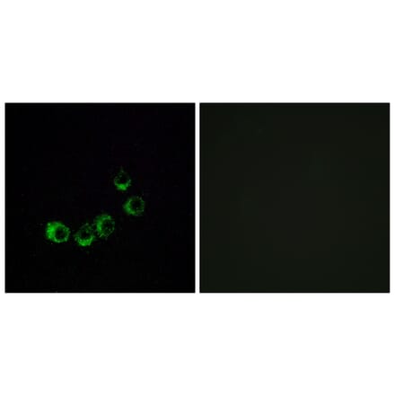 Immunofluorescence - Anti-OR10A5 Antibody (G819) - Antibodies.com