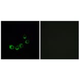 Immunofluorescence - Anti-OR10A5 Antibody (G819) - Antibodies.com