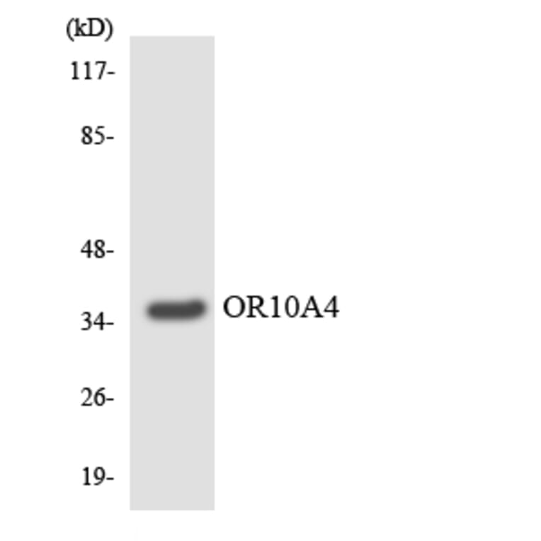 Western Blot - Anti-OR10A4 Antibody (R12-3125) - Antibodies.com