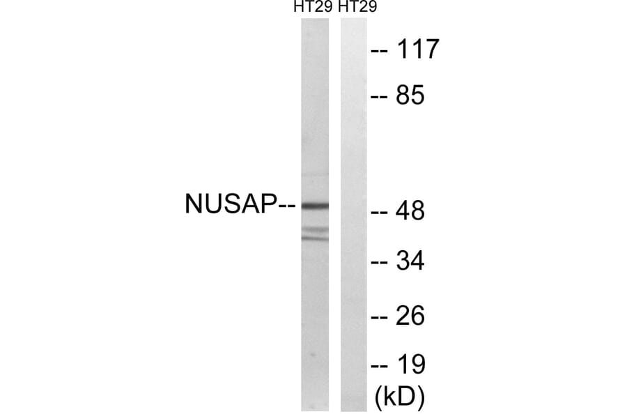 Western Blot - Anti-NUSAP1 Antibody (C17144) - Antibodies.com