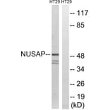 Western Blot - Anti-NUSAP1 Antibody (C17144) - Antibodies.com