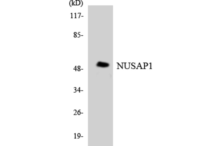 Western Blot - Anti-NUSAP1 Antibody (R12-3114) - Antibodies.com