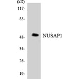 Western Blot - Anti-NUSAP1 Antibody (R12-3114) - Antibodies.com