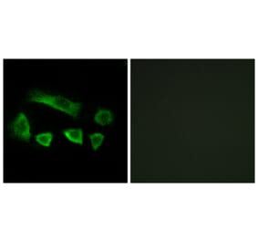 Immunofluorescence - Anti-NT5C1B Antibody (C15297) - Antibodies.com