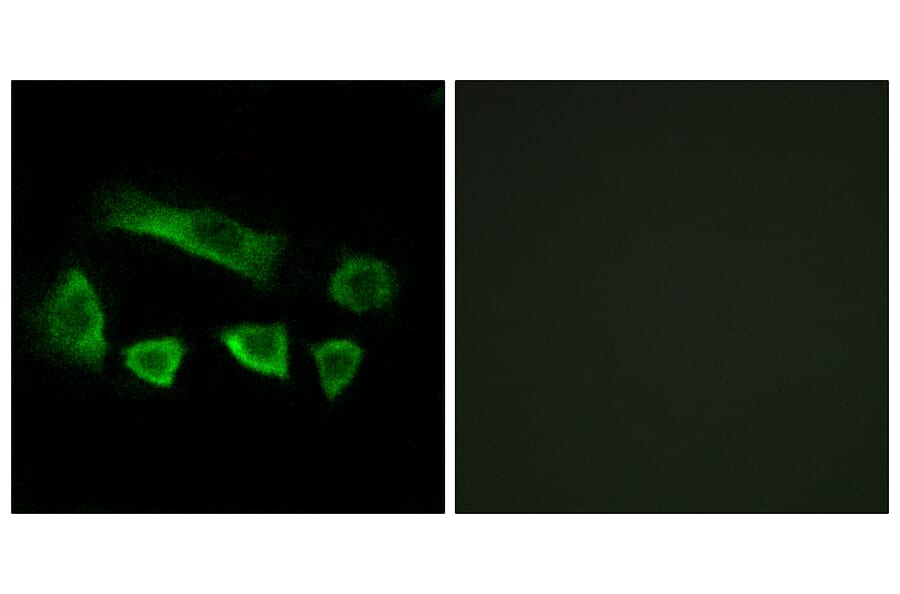Immunofluorescence - Anti-NT5C1B Antibody (C15297) - Antibodies.com