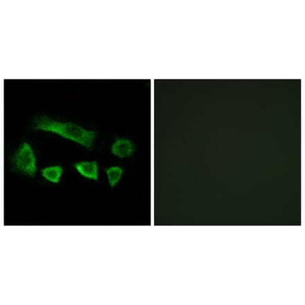 Immunofluorescence - Anti-NT5C1B Antibody (C15297) - Antibodies.com