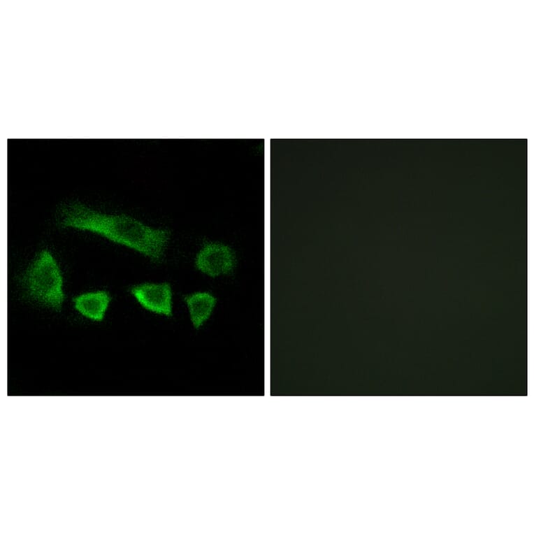 Immunofluorescence - Anti-NT5C1B Antibody (C15297) - Antibodies.com