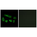 Immunofluorescence - Anti-NT5C1B Antibody (C15297) - Antibodies.com