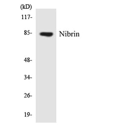 Western Blot - Anti-Nibrin Antibody (R12-3092) - Antibodies.com
