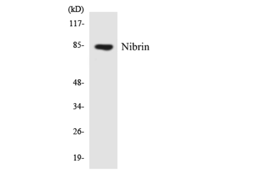 Western Blot - Anti-Nibrin Antibody (R12-3092) - Antibodies.com