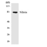 Western Blot - Anti-Nibrin Antibody (R12-3092) - Antibodies.com