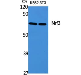 Western Blot - Anti-NFE2L3 Antibody (C20959) - Antibodies.com