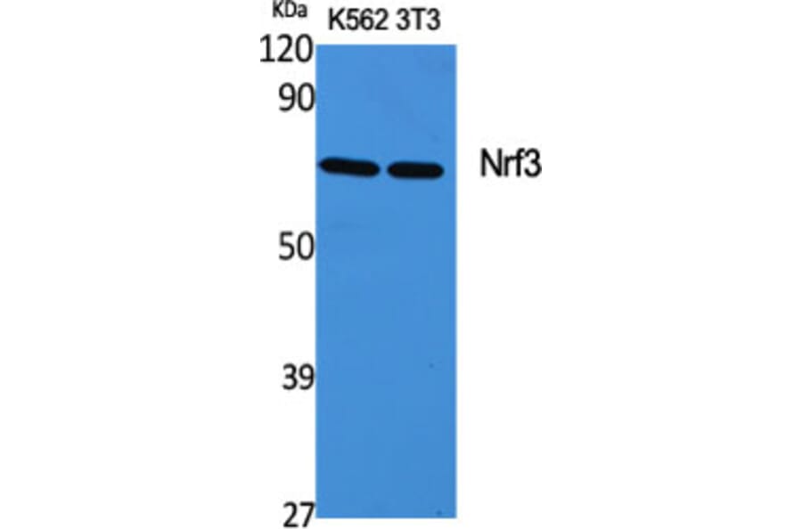 Western Blot - Anti-NFE2L3 Antibody (C20959) - Antibodies.com
