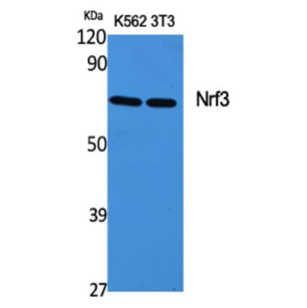 Western Blot - Anti-NFE2L3 Antibody (C20959) - Antibodies.com