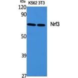 Western Blot - Anti-NFE2L3 Antibody (C20959) - Antibodies.com