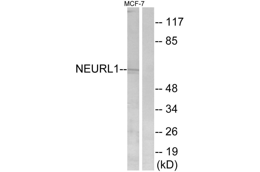 Western Blot - Anti-NEURL1 Antibody (C16904) - Antibodies.com
