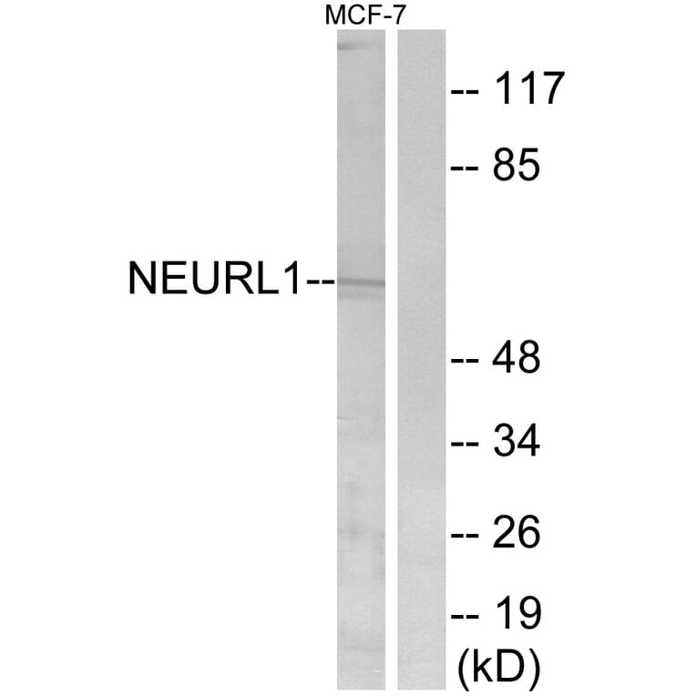 Western Blot - Anti-NEURL1 Antibody (C16904) - Antibodies.com