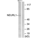 Western Blot - Anti-NEURL1 Antibody (C16904) - Antibodies.com