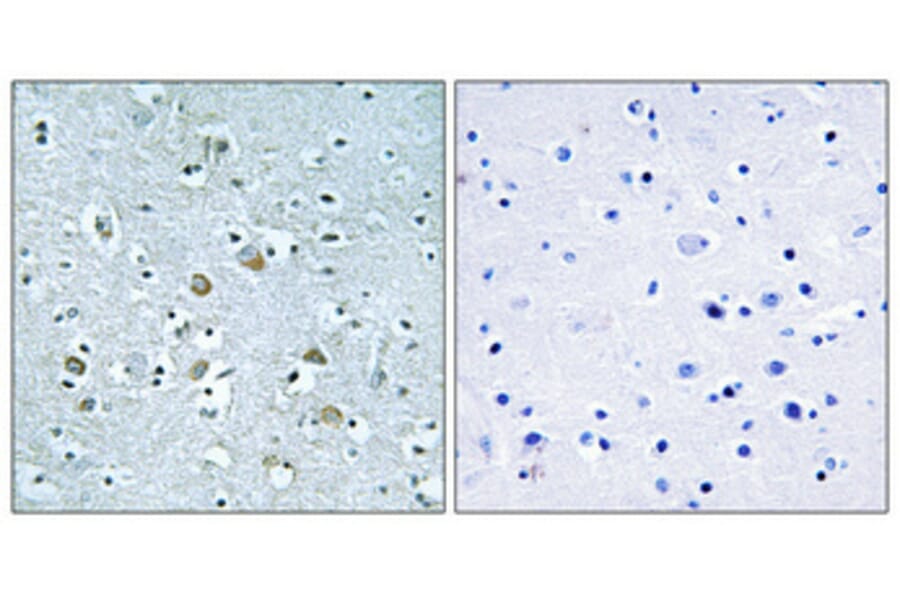 Immunohistochemistry - Anti-NEURL1 Antibody (C16904) - Antibodies.com