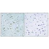 Immunohistochemistry - Anti-NEURL1 Antibody (C16904) - Antibodies.com