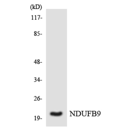 Western Blot - Anti-NDUFB9 Antibody (R12-3083) - Antibodies.com