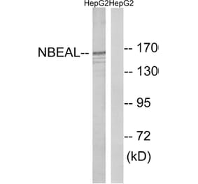 Western Blot - Anti-NBEAL1 Antibody (C16920) - Antibodies.com