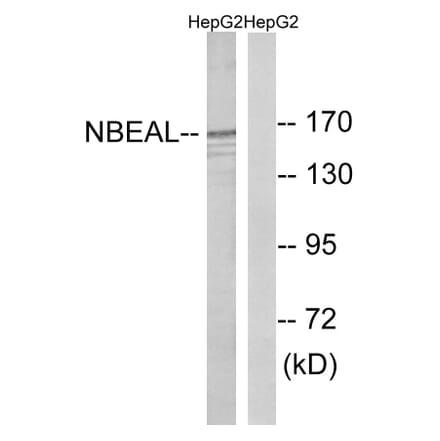 Western Blot - Anti-NBEAL1 Antibody (C16920) - Antibodies.com