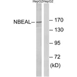 Western Blot - Anti-NBEAL1 Antibody (C16920) - Antibodies.com
