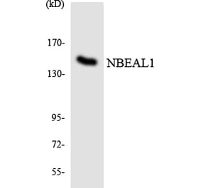 Western Blot - Anti-NBEAL1 Antibody (R12-3075) - Antibodies.com