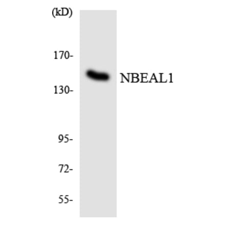 Western Blot - Anti-NBEAL1 Antibody (R12-3075) - Antibodies.com