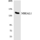 Western Blot - Anti-NBEAL1 Antibody (R12-3075) - Antibodies.com