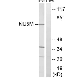 Western Blot - Anti-MT-ND5 Antibody (C16860) - Antibodies.com