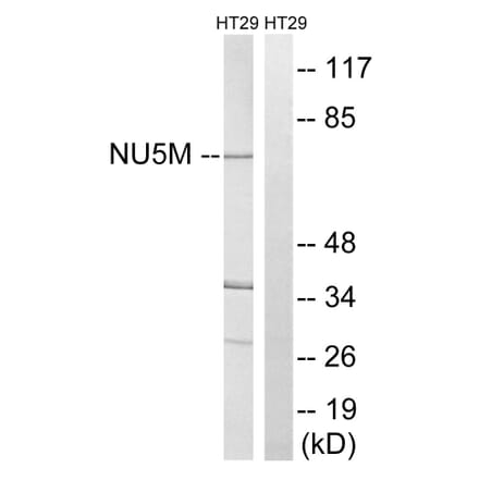 Western Blot - Anti-MT-ND5 Antibody (C16860) - Antibodies.com