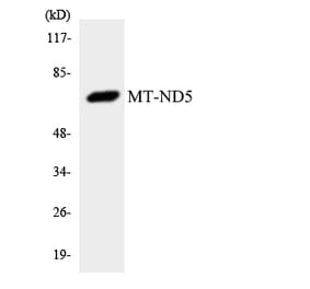 Western Blot - Anti-MT-ND5 Antibody (R12-3062) - Antibodies.com