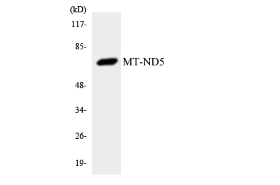Western Blot - Anti-MT-ND5 Antibody (R12-3062) - Antibodies.com