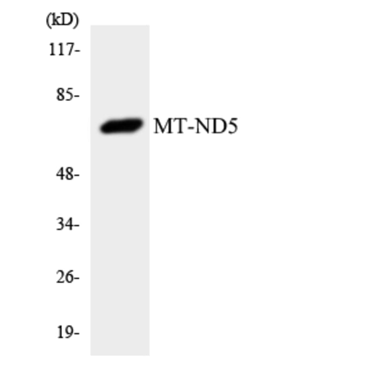 Western Blot - Anti-MT-ND5 Antibody (R12-3062) - Antibodies.com
