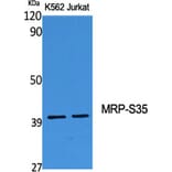 Western Blot - Anti-MRPS35 Antibody (C14043) - Antibodies.com