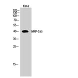 Western Blot - Anti-MRPS35 Antibody (C14043) - Antibodies.com