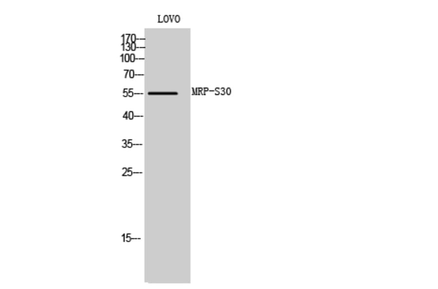 Western Blot - Anti-MRPS30 Antibody (C16659) - Antibodies.com