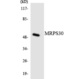 Western Blot - Anti-MRPS30 Antibody (R12-3054) - Antibodies.com