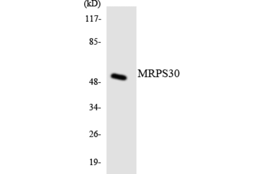 Western Blot - Anti-MRPS30 Antibody (R12-3054) - Antibodies.com