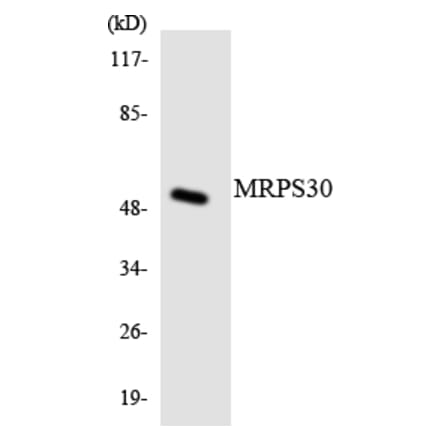 Western Blot - Anti-MRPS30 Antibody (R12-3054) - Antibodies.com