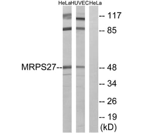 Western Blot - Anti-MRPS27 Antibody (C16656) - Antibodies.com