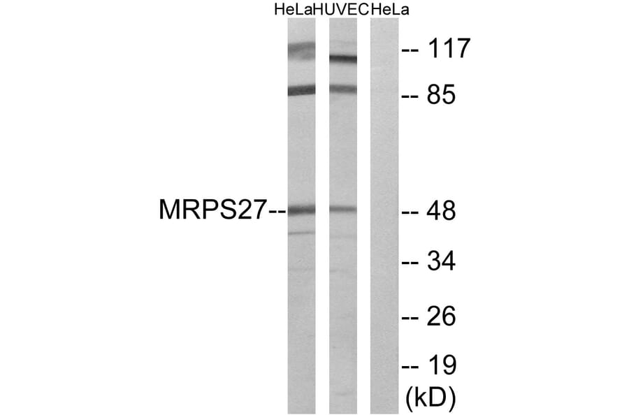 Western Blot - Anti-MRPS27 Antibody (C16656) - Antibodies.com