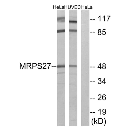 Western Blot - Anti-MRPS27 Antibody (C16656) - Antibodies.com