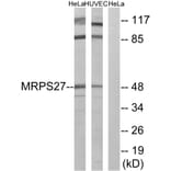 Western Blot - Anti-MRPS27 Antibody (C16656) - Antibodies.com